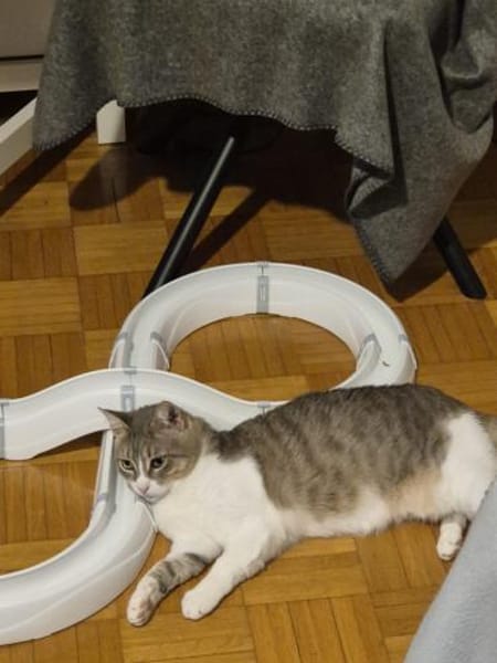 Aria & Cleo  sensibles Katzenpaar sucht