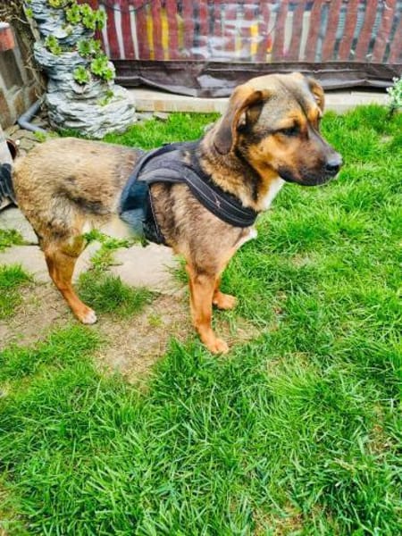 Buck ein freundliches Kerlchen