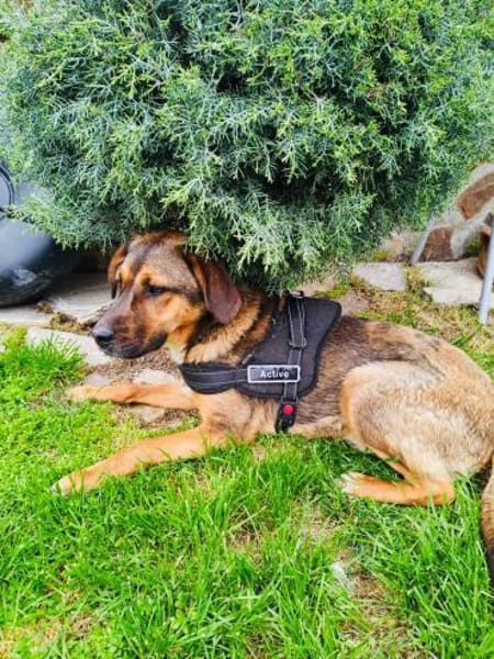 Buck ein freundliches Kerlchen