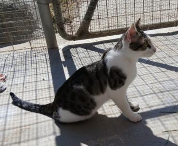 Felix - ein glücklicher Kater