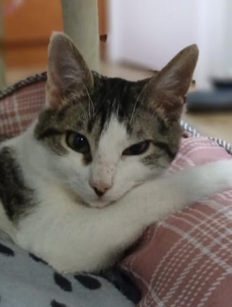 Felix - ein glücklicher Kater