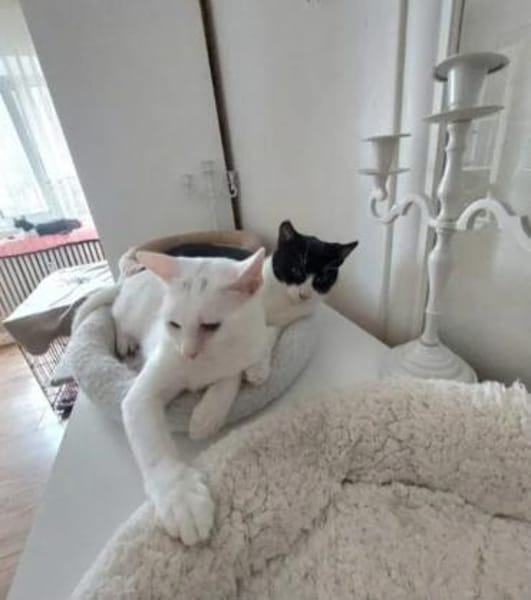 Jonas & Pipp Verspieltes Schmuseteam