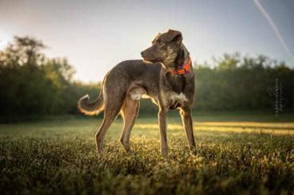 Bruno sucht sein Zuhause fürs Leben