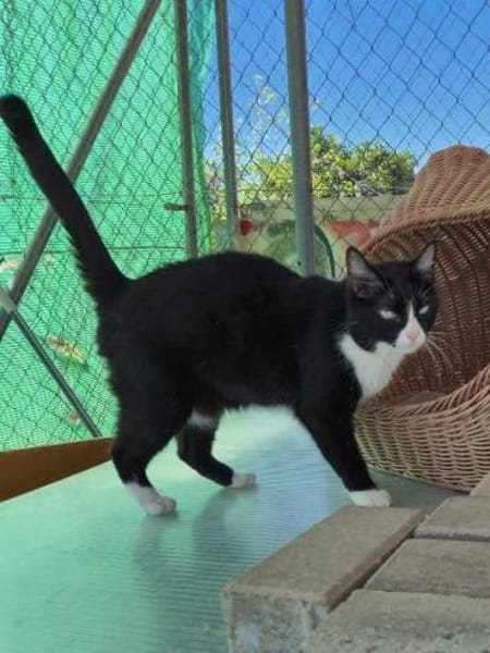 Liebes Katzenpaar Quica & Quico