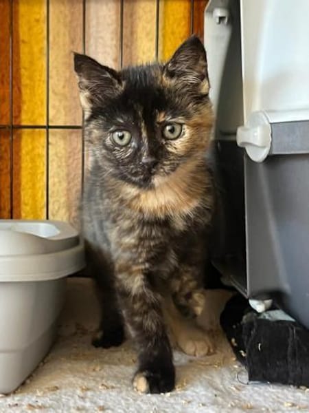 Verträgliches Katzenpaar Luz & Sombra