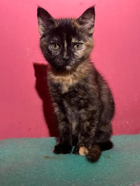 Verträgliches Katzenpaar Luz & Sombra
