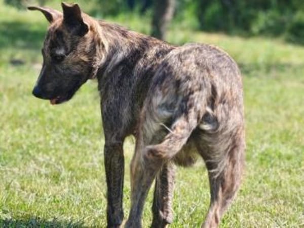 Regi- absoluter Familienhund