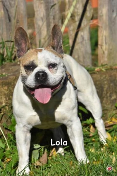 LOLA