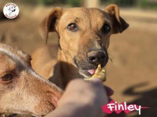 Finley