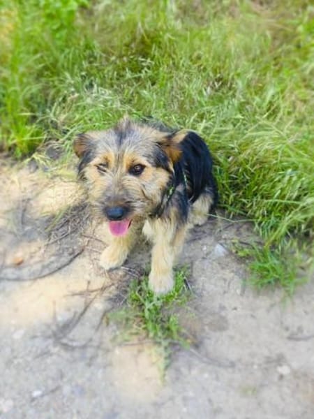 Roschka verschmust und anhänglich