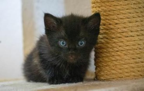 Mutti mit Kitten