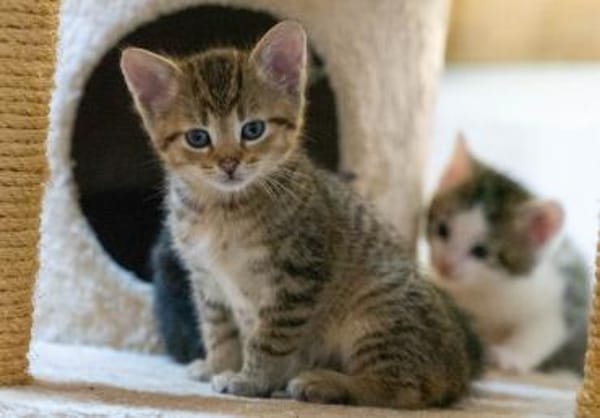 Mutti mit Kitten