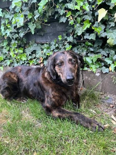 Aceto 🧡langhaariger Segugio in Pflegest