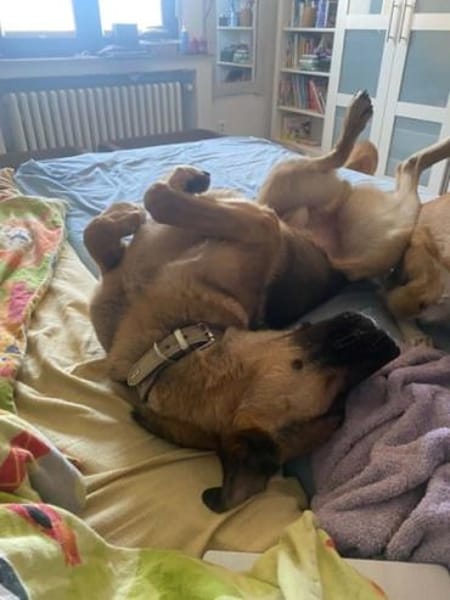 MORRYS * loyaler Herzenshund mit Charme