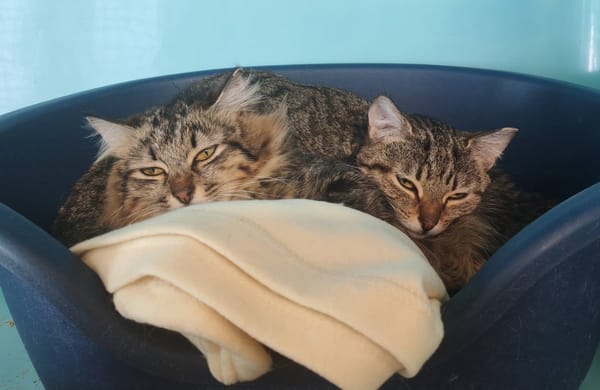 LYNX