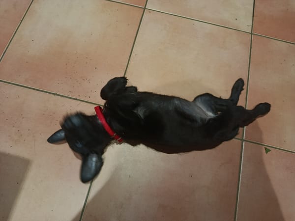 YALLAH, une boule d'amour