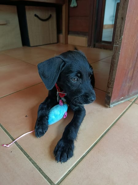YALLAH, une boule d'amour