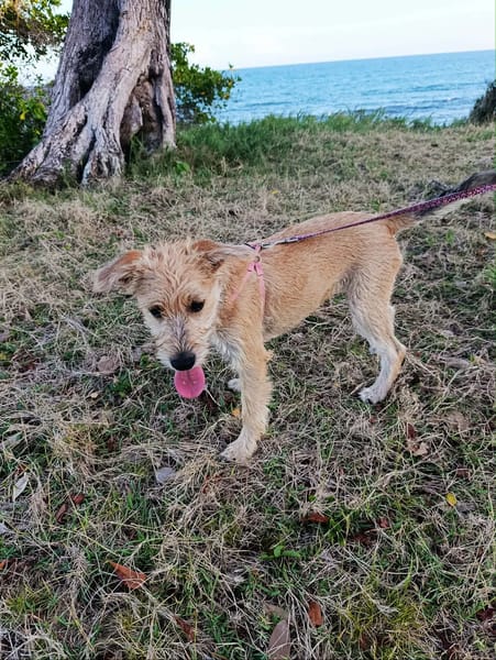 Noisette, l'adorable louloute