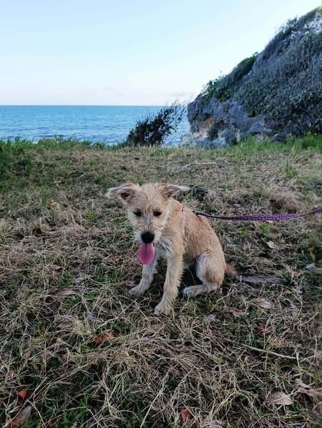 Noisette, l'adorable louloute