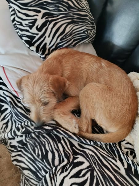 Noisette, l'adorable louloute