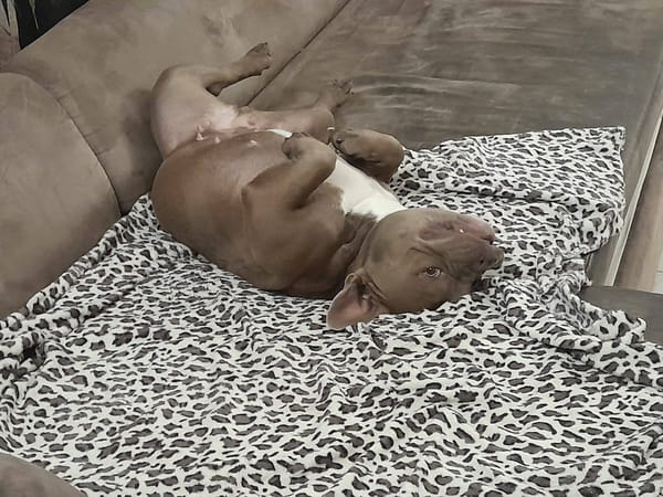 GIGI