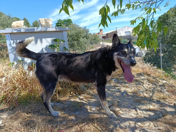 NEGAN (Union animal)