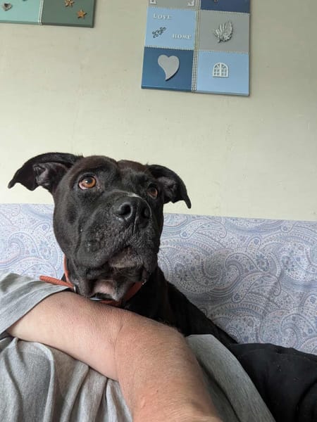 PATY, la douce câline