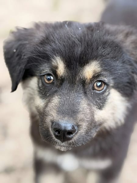 Nash