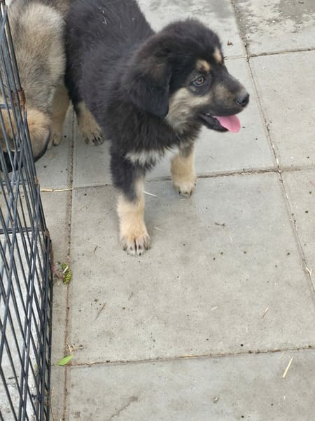 Nash