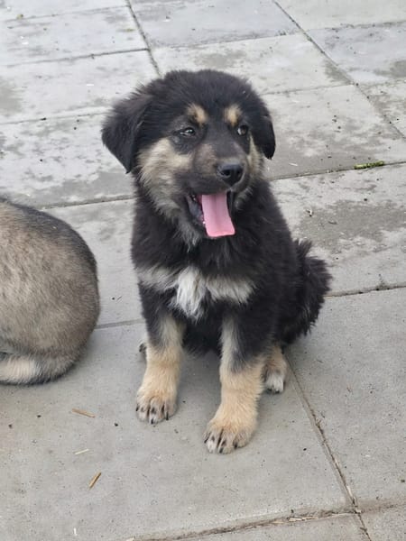 Nash