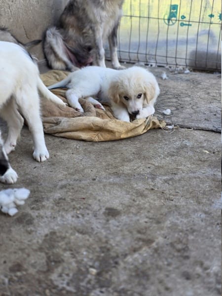 Milos