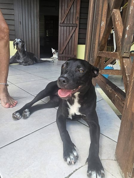 Naya, Femelle, X Berger, née le 18/08/2025 🐶