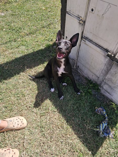 Naya, Femelle, X Berger, née le 18/08/2025 🐶