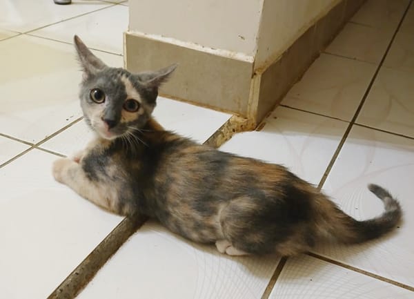 BABETH Chaton femelle type européen