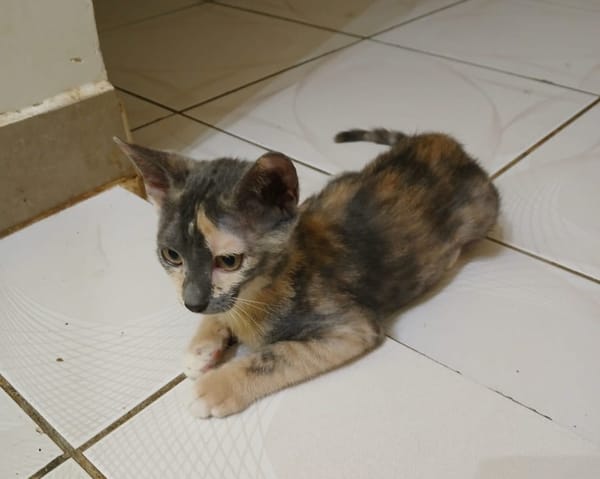 BABETH Chaton femelle type européen