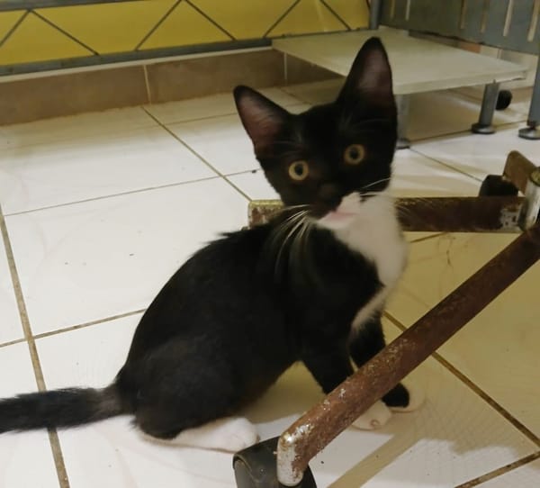 BAGHERRA, chaton femelle type européen