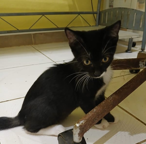 BAGHERRA, chaton femelle type européen