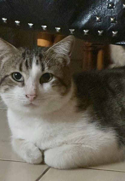 DIDIER, chat européen
