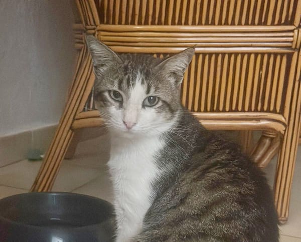 DIDIER, chat européen