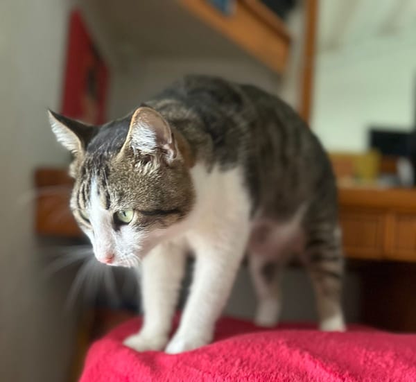 DIDIER, chat européen