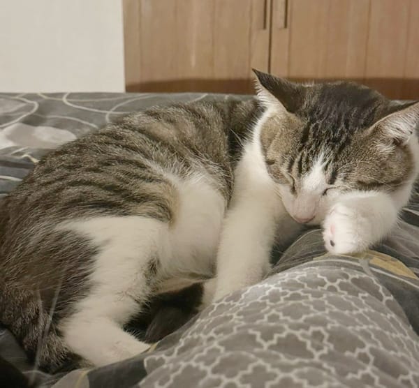 DIDIER, chat européen
