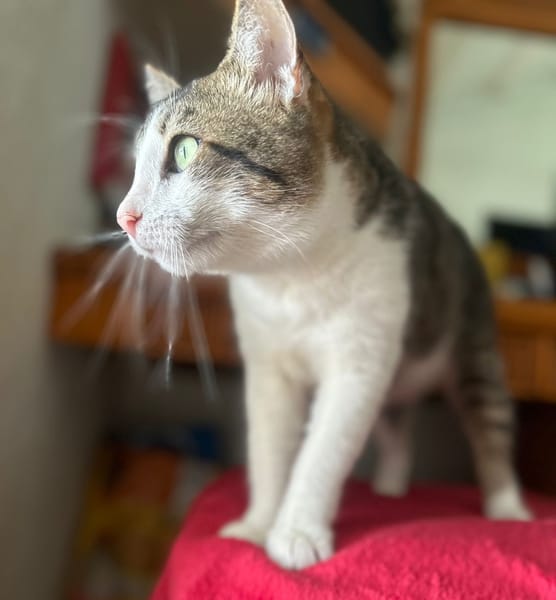 DIDIER, chat européen