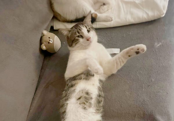DIDIER, chat européen