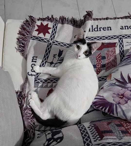 KALICY, chaton femelle européen