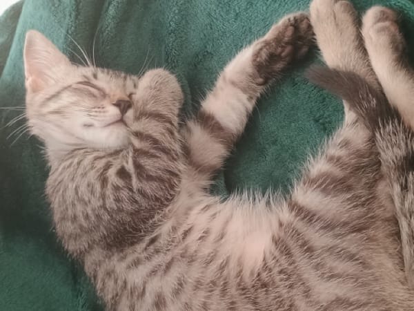 MISTY, Chaton femelle européen