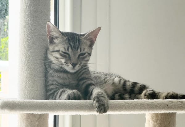 MISTY, Chaton femelle européen