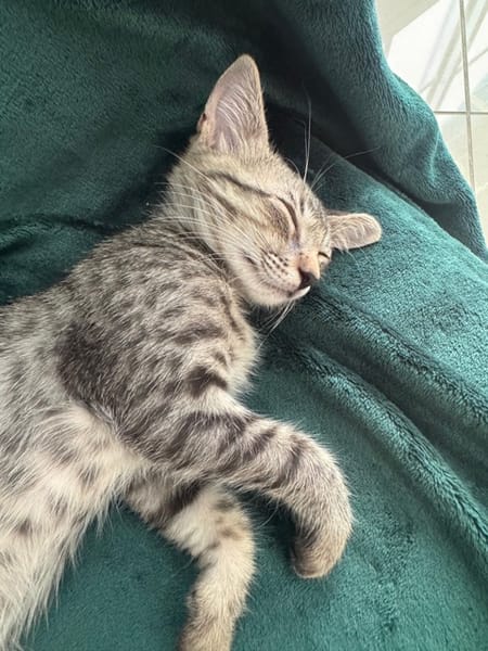 MISTY, Chaton femelle européen