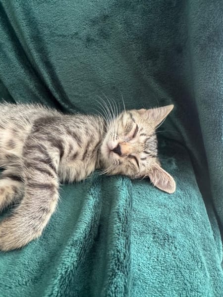 MISTY, Chaton femelle européen