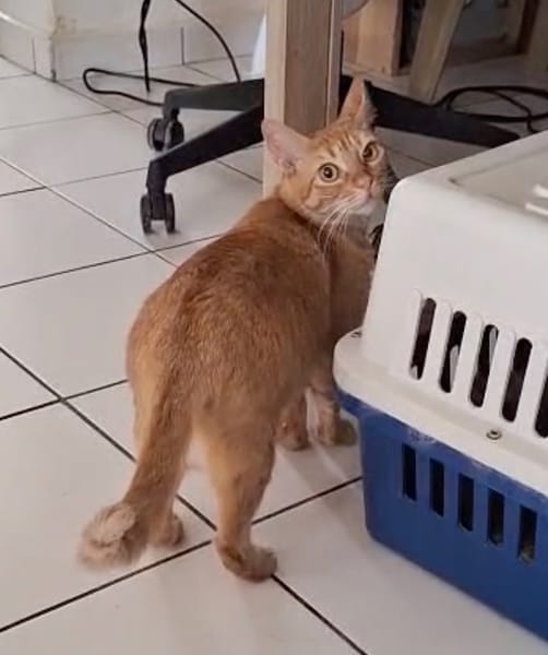 PRALINE, Chatte type européen