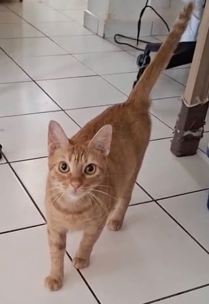 PRALINE, Chatte type européen